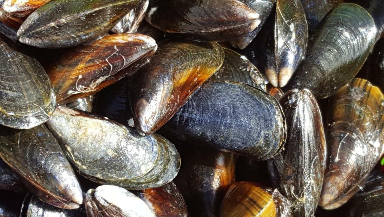 La Naturelle 119 Wimereux Εξωτερικό φωτογραφία